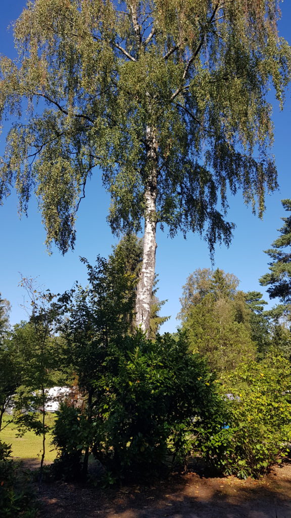 Ga in de zomervakantie NOOIT onder een Berk staan op de camping.  Berkwantsen  