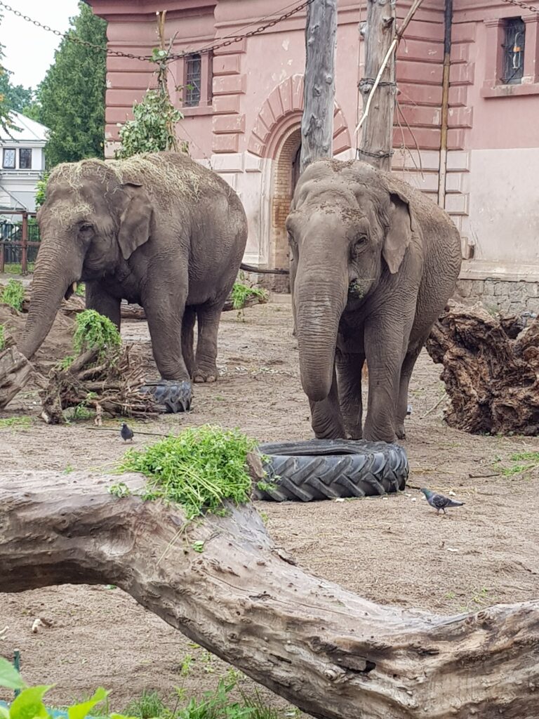 Dierentuin in Wroclaw (Wroclaw Zoo & Afrykarium