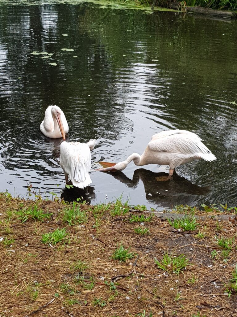 Dierentuin in Wroclaw (Wroclaw Zoo & Afrykarium