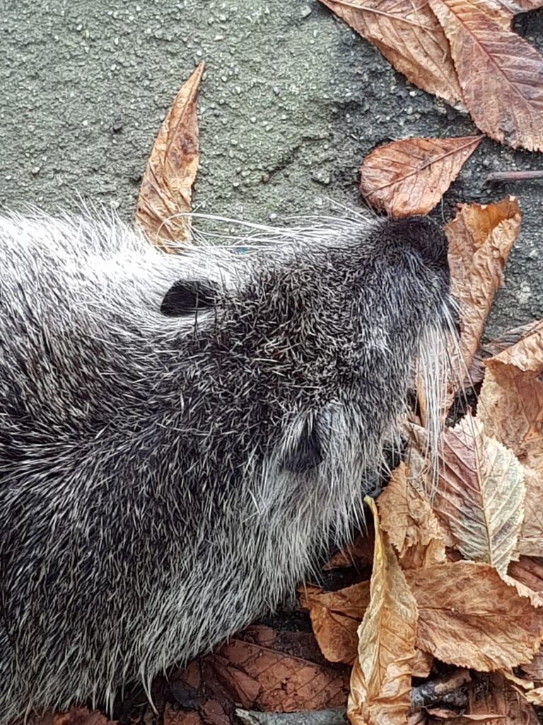 Dierentuin in Wroclaw (Wroclaw Zoo & Afrykarium