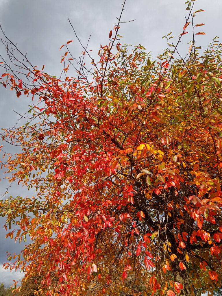 kamperen in de herfst op golf & Recreatiepark ’t Caves, Wintelre, Noord Brabant