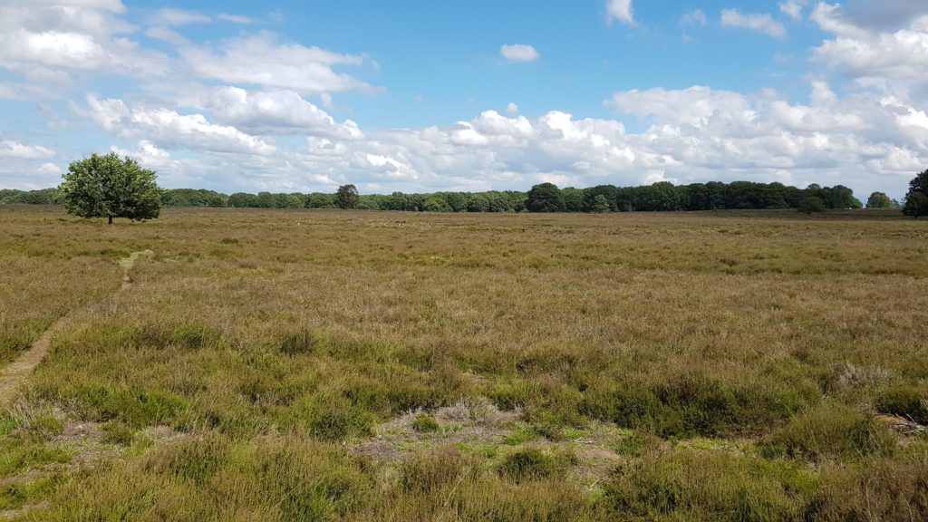 Heideveld op de Veluwe