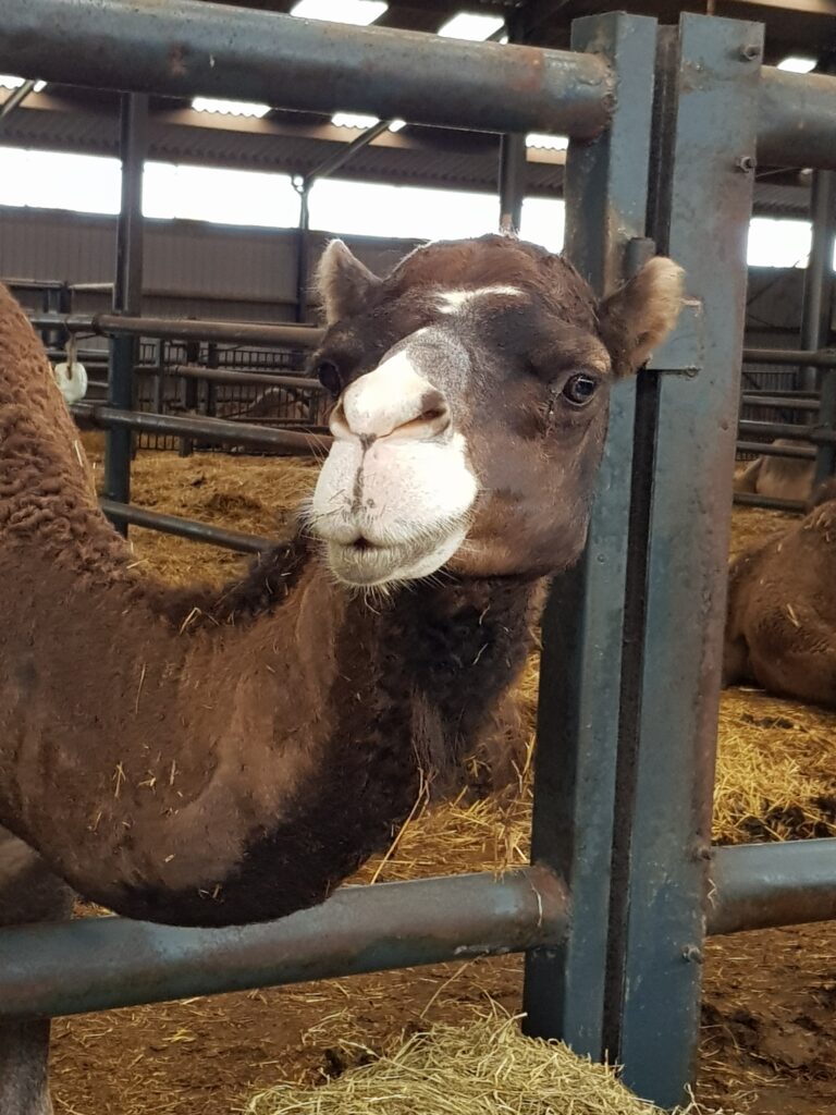 Kamelenfarm Berlicum, Noord Brabant