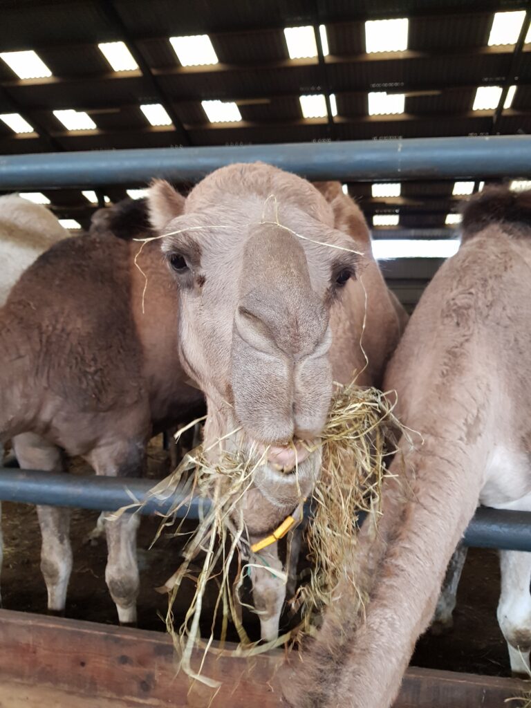 Kamelenfarm Berlicum, Noord Brabant