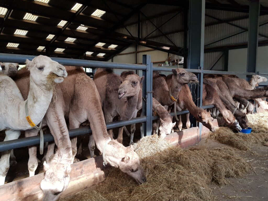 Kamelenfarm Berlicum, Noord Brabant