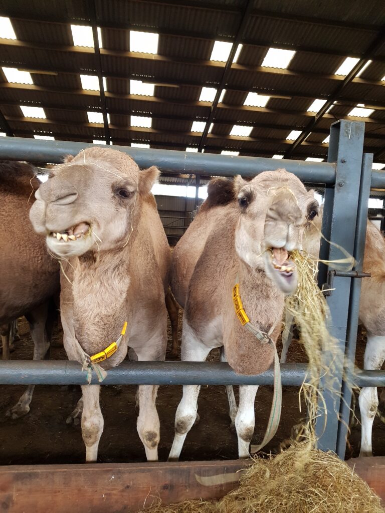 Kamelenfarm Berlicum, Noord Brabant