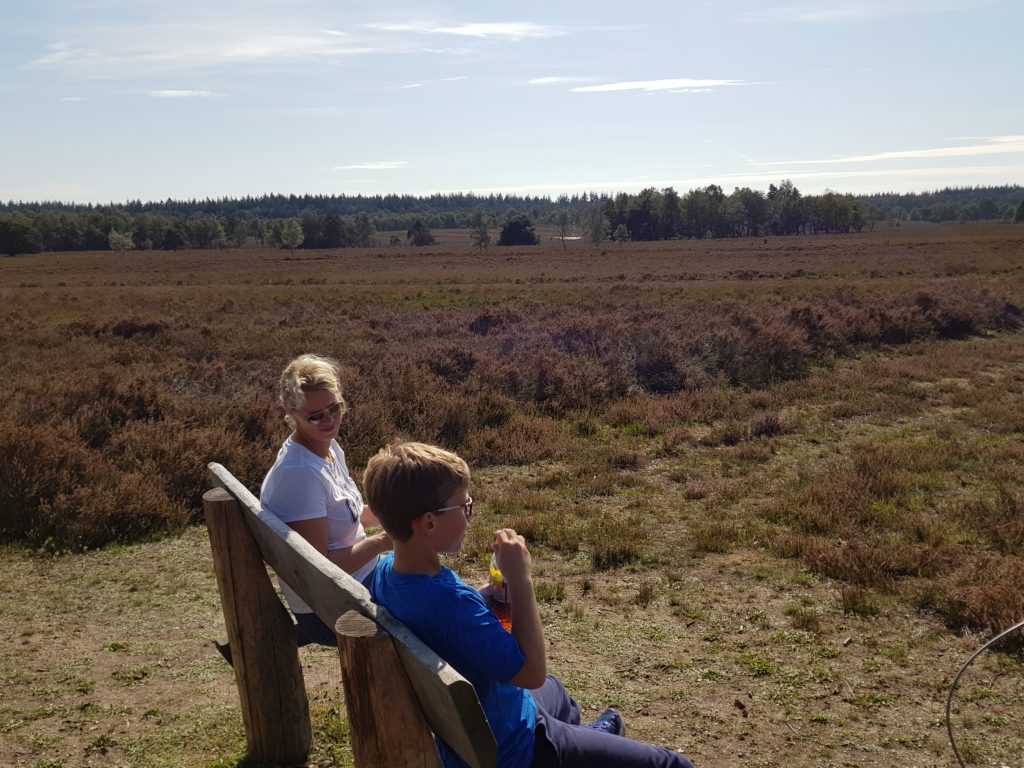 Heide bij camping De Paalberg