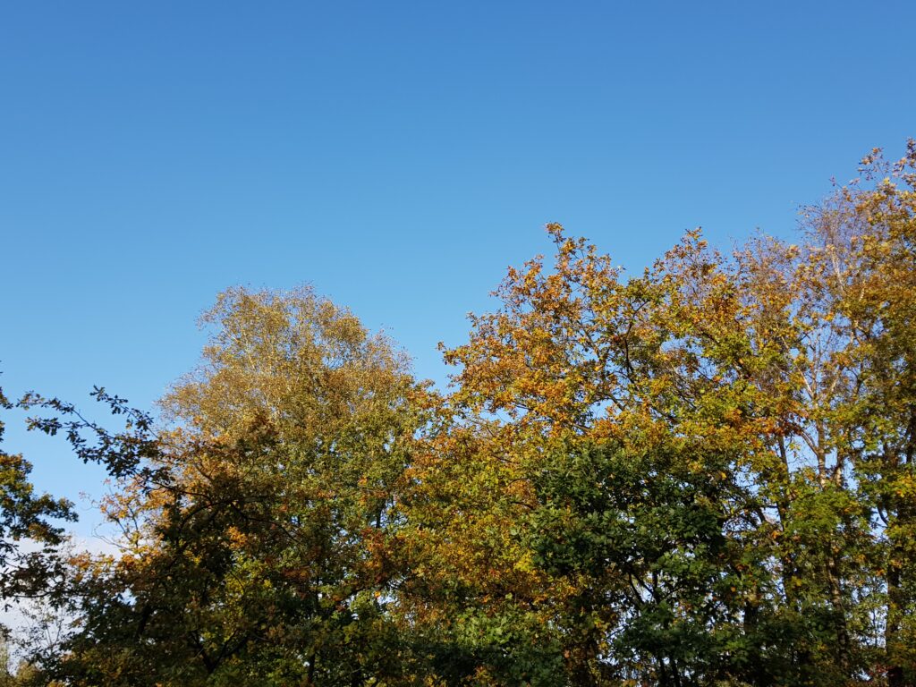 prachtige natuur in de herfst