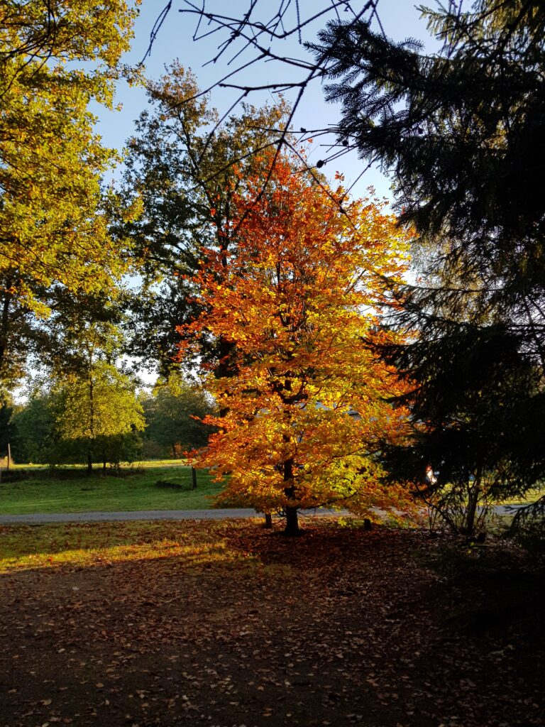 prachtige natuur in de herfst