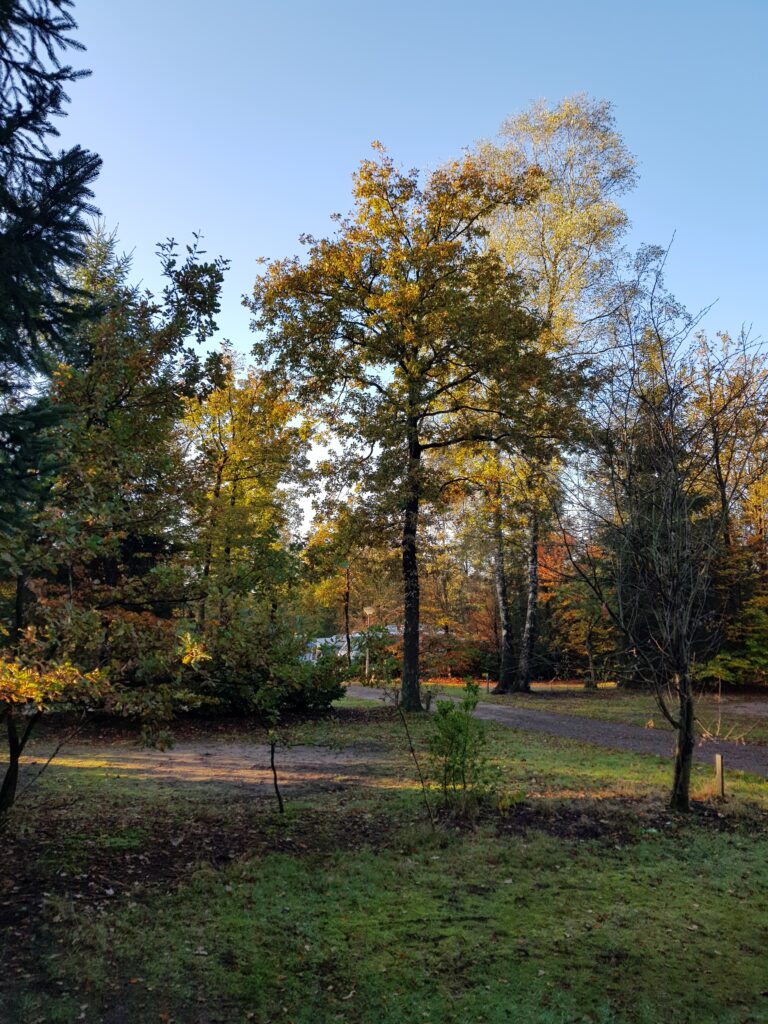 prachtige natuur in de herfst
