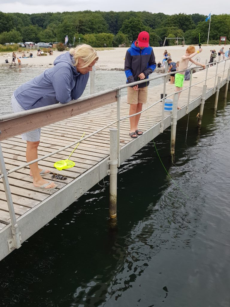 Krabbetjes vangen in het Horsens Fjord, Denemarken