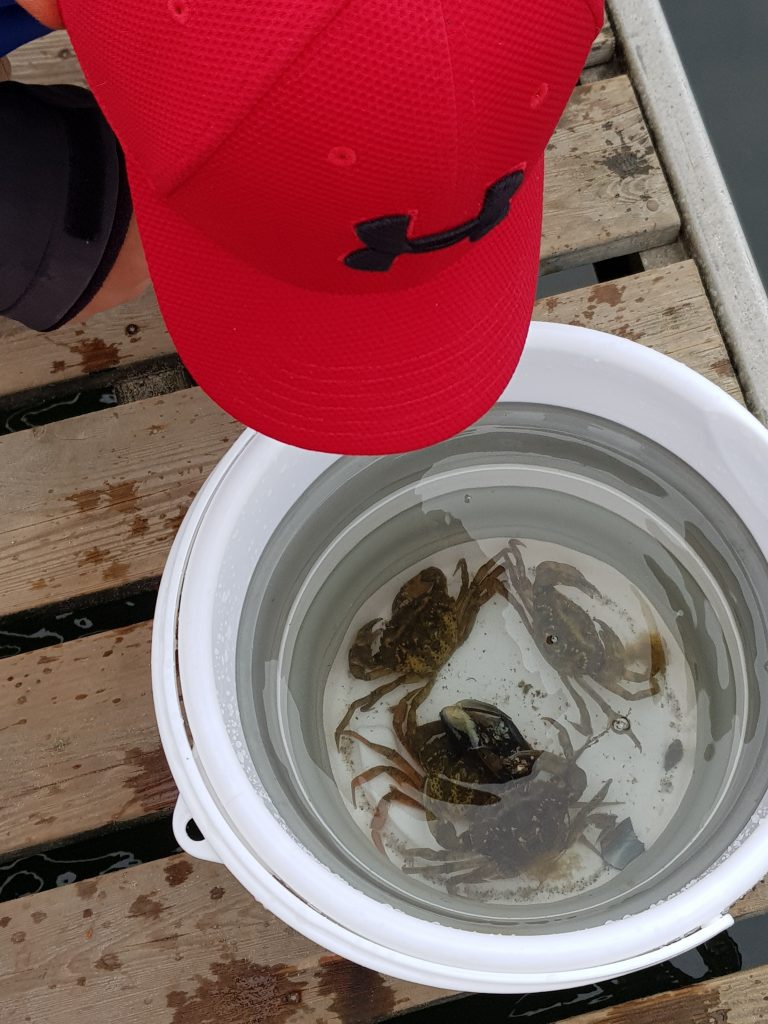 Krabbetjes vangen in het Horsens Fjord, Denemarken