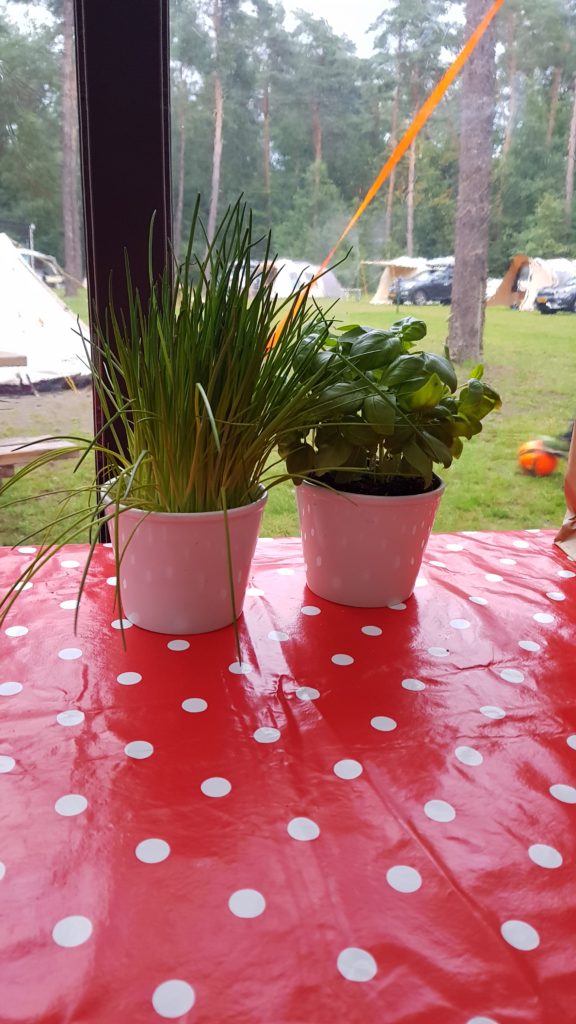 kruidenplantjes op de camping