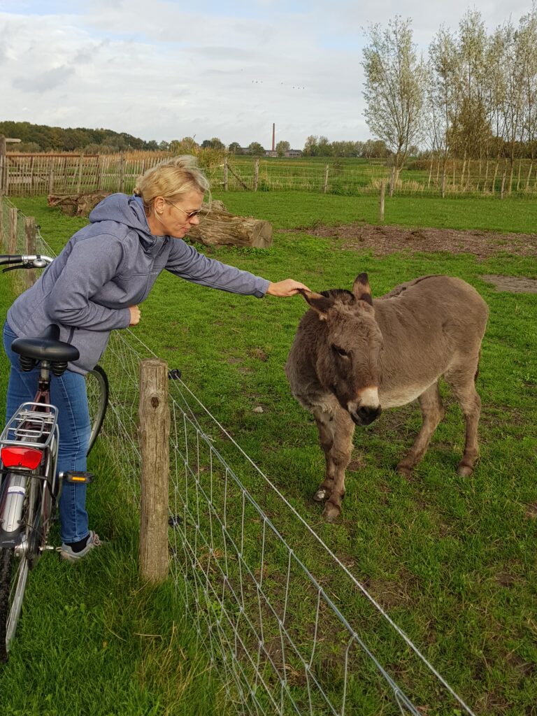 ezel op minicamping de Reekens, Heusden