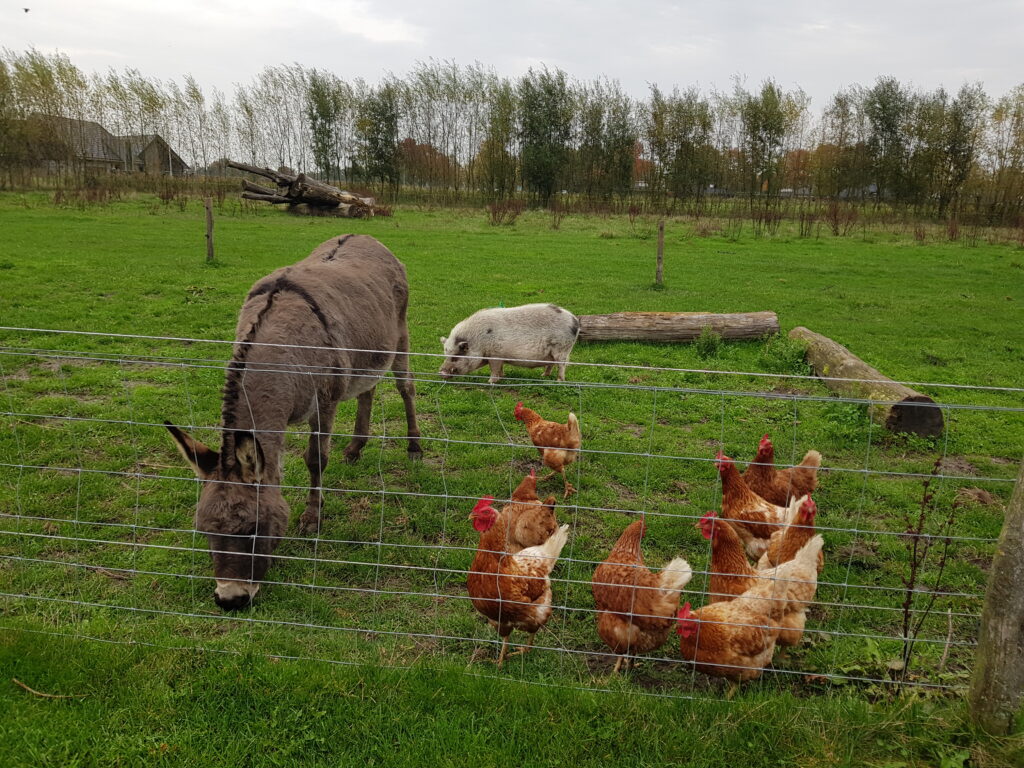 dierenveld minicamping de Reekens, Heusden