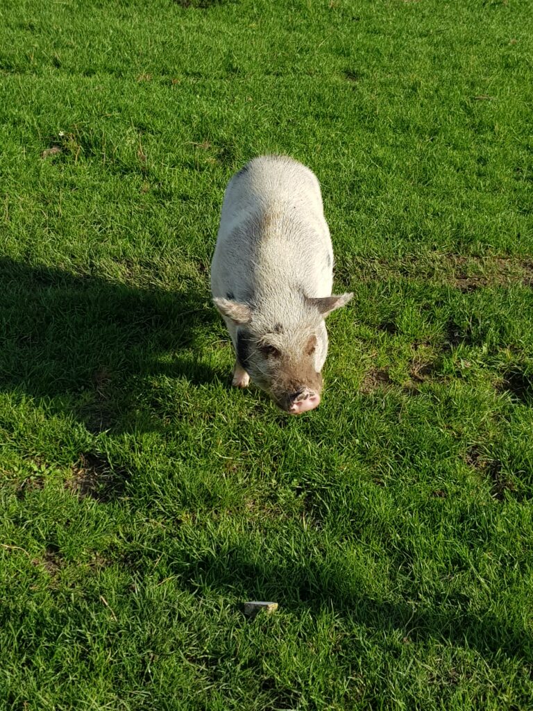 dierenveld minicamping de Reekens, Heusden