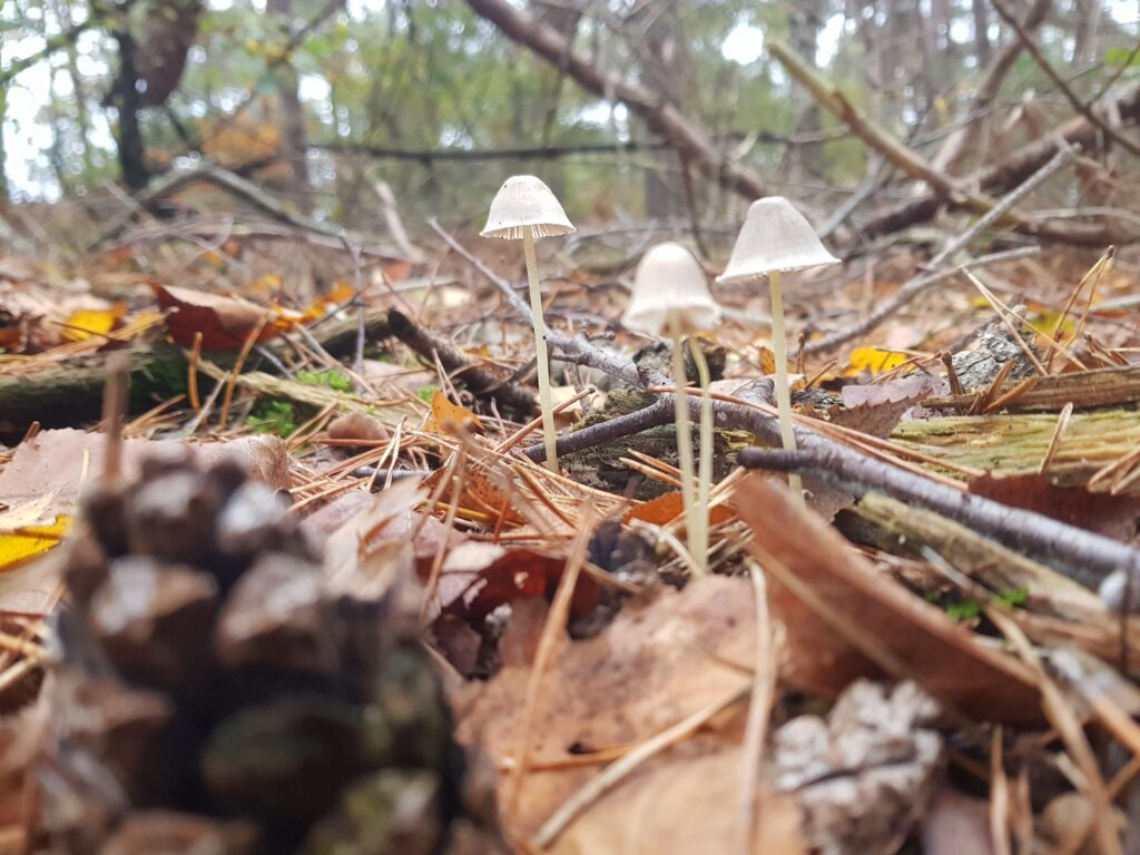 wandelen Loonse en Drunense Duinen