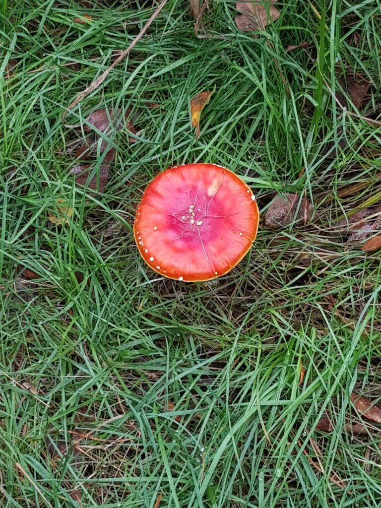 wandelen Loonse en Drunense Duinen