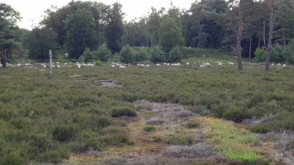 wandelen over Utrechts heuvelrug