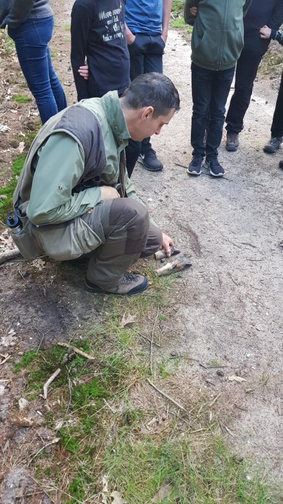 wild spotten op de Veluwe met de boswachter