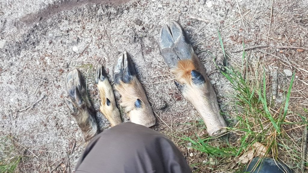 wild spotten op de Veluwe met de boswachter