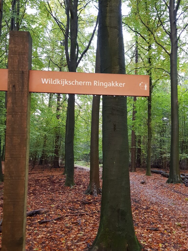 wild spotten Veluwe bij Wildkijkscherm Ringakker